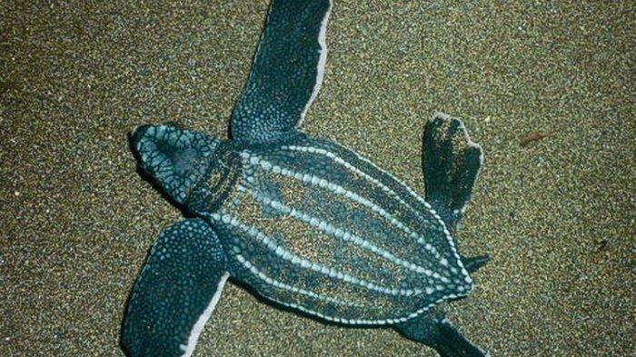 Penyu Belimbing dan Perannya Menjaga Rantai Makanan Laut